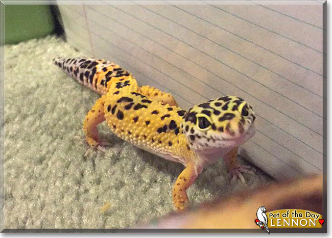 Lennon the Leopard Gecko, the Pet of the Day