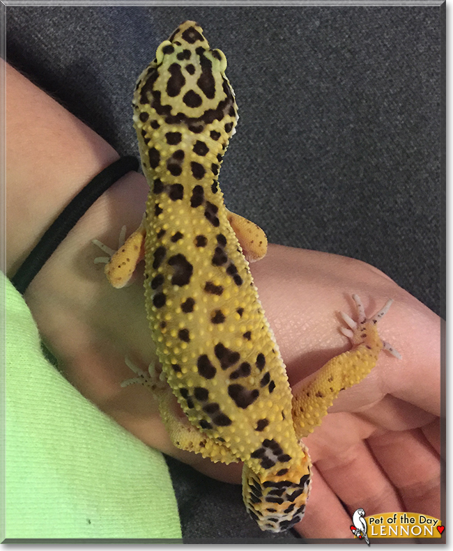 Lennon the Leopard Gecko, the Pet of the Day
