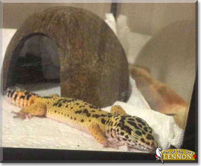 Lennon the Leopard Gecko, the Pet of the Day