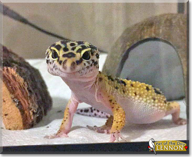 Lennon the Leopard Gecko, the Pet of the Day