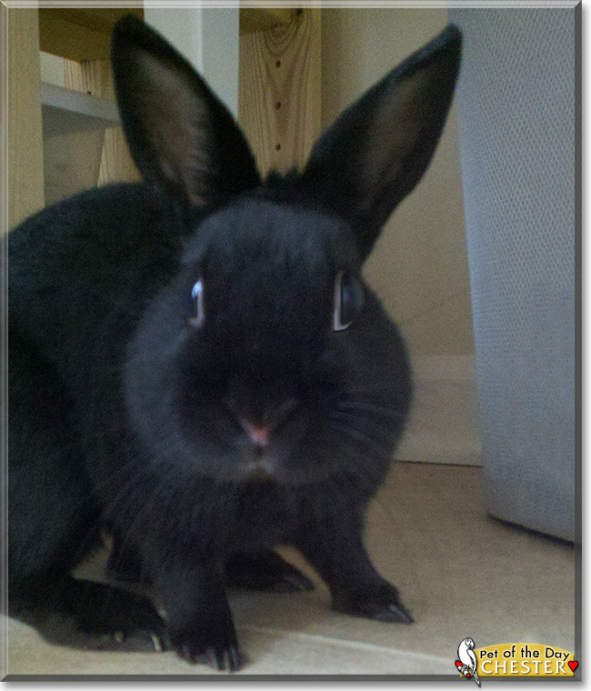 Chester the Rabbit, the Pet of the Day