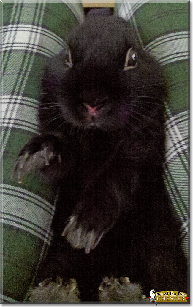 Chester the Rabbit, the Pet of the Day