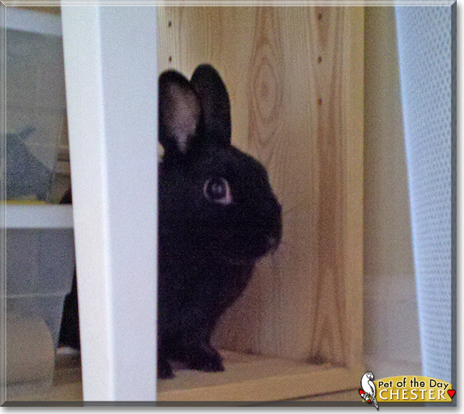 Chester the Rabbit, the Pet of the Day