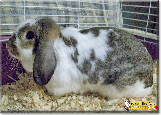 Sweet Pea the Mini Lop Rabbit, the Pet of the Day