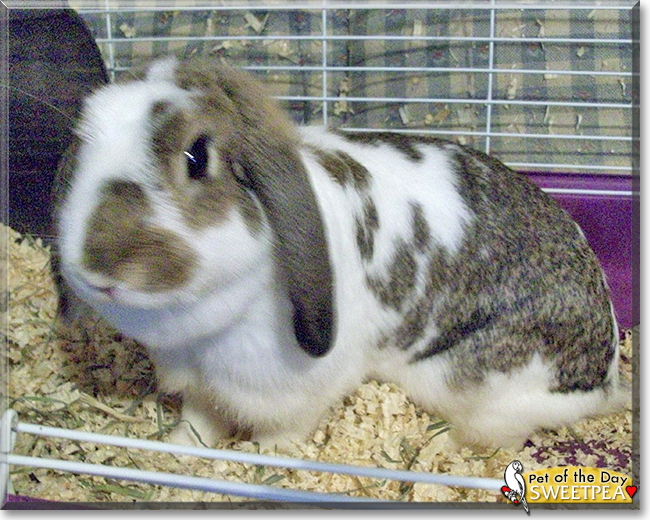 Sweet Pea the Mini Lop Rabbit, the Pet of the Day
