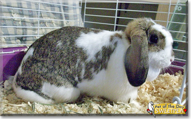 Sweet Pea the Mini Lop Rabbit, the Pet of the Day