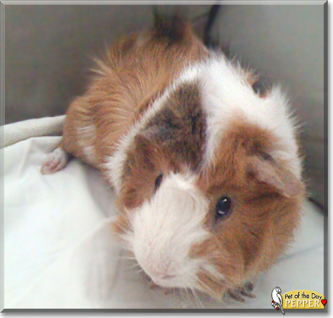 Pepper the Abyssinian Guinea Pig, the Pet of the Day