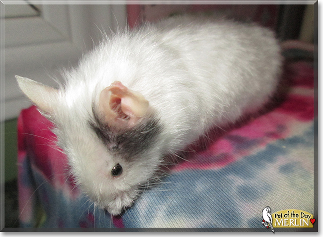 Merlin the Fancy Mouse, the Pet of the Day