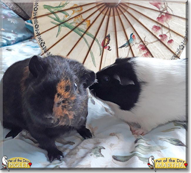 Martha and Piglet the Guinea Pigs, the Pet of the Day