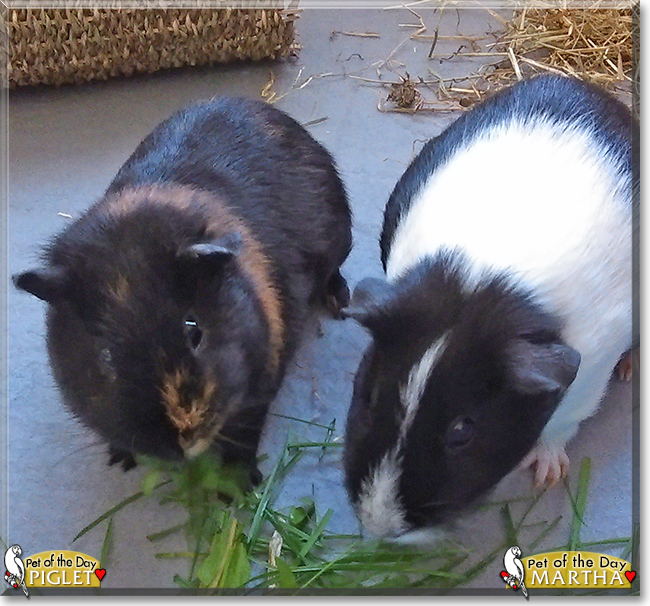 Martha and Piglet the Guinea Pigs, the Pet of the Day