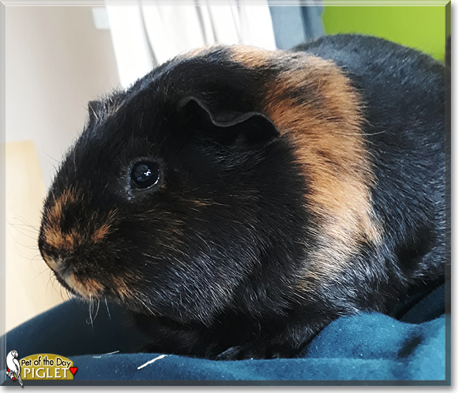 Martha and Piglet the Guinea Pigs, the Pet of the Day