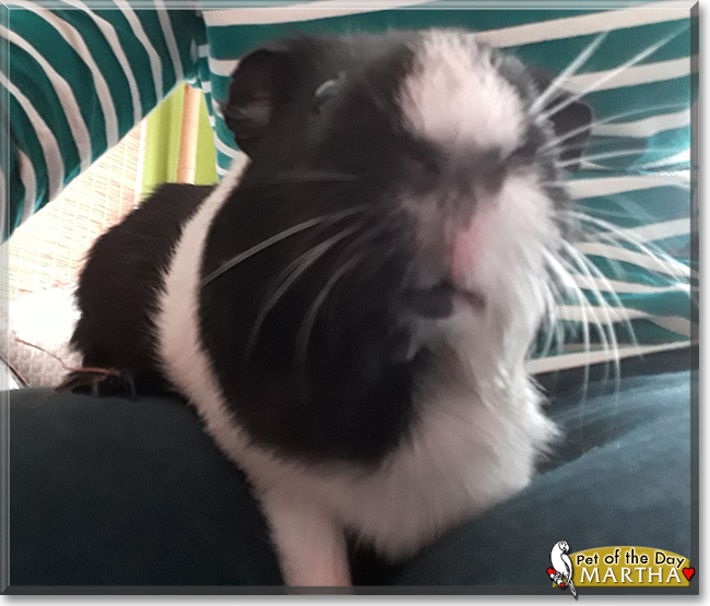 Martha and Piglet the Guinea Pigs, the Pet of the Day