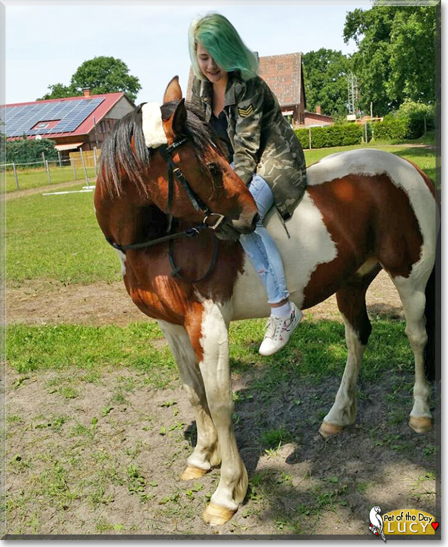 Lucy the Horse, the Pet of the Day