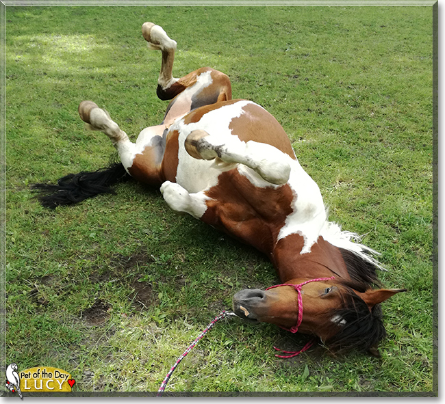Lucy the Horse, the Pet of the Day