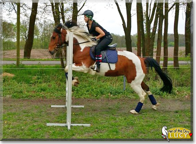 Lucy the Horse, the Pet of the Day