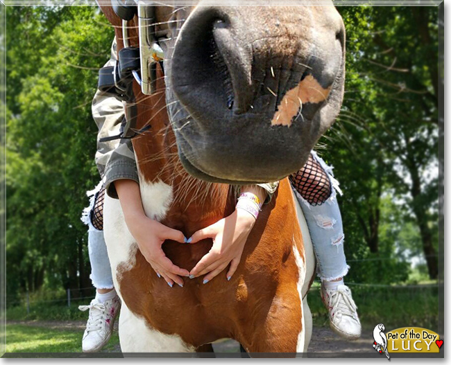 Lucy the Horse, the Pet of the Day