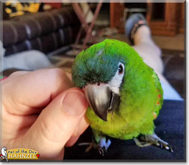 Hahnzel the Hahn's Macaw, the Pet of the Day