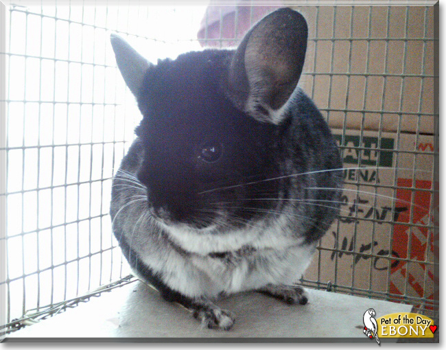 Ebony the Chinchilla, the Pet of the Day
