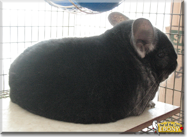 Ebony the Chinchilla, the Pet of the Day