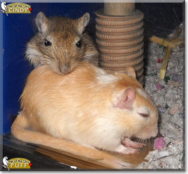 Cindy, Puff the Gerbils, the Pet of the Day