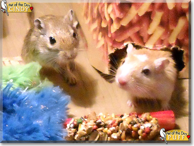 Cindy, Puff the Gerbils, the Pet of the Day