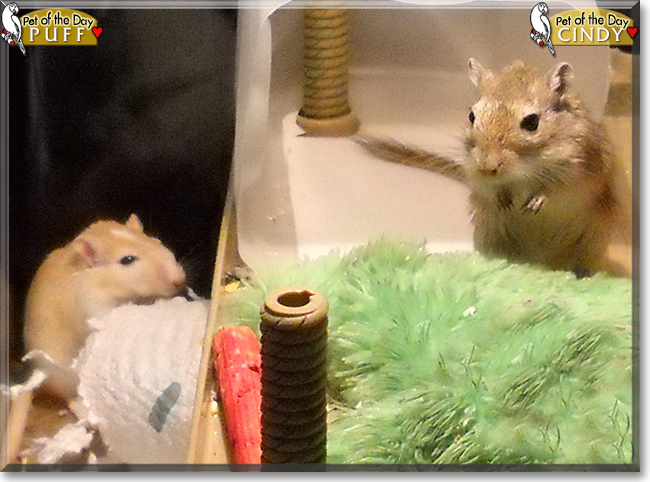Cindy, Puff the Gerbils, the Pet of the Day