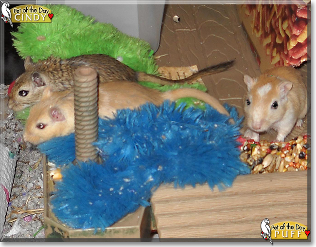 Cindy, Puff the Gerbils, the Pet of the Day