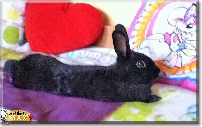 Max the Dwarf Rabbit, the Pet of the Day