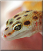 Cersei the Emerine Jungle Leopard Gecko