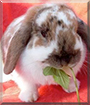 Bambie the Lop Rabbit