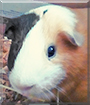 China the Shorthair Guinea Pig