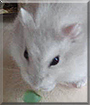 Diego the Hamster