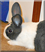 Cassanova the Dutch Rabbit