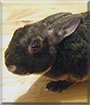 Cupcake the Astrex Rabbit