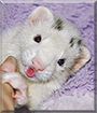 Lincoln the Panda Sable Ferret