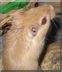 Sandy the Gerbil