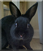 Chester the Rabbit