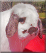 Jake the Holland Lop Rabbit