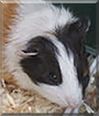 Marie the Guinea Pig