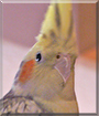 Fritzi the Cockatiel