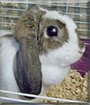 Sweet Pea the Mini Lop Rabbit