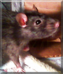 Maow the Fancy Rat