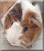 Pepper the Abyssinian Guinea Pig