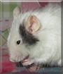 Merlin the Fancy Mouse