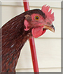 Copper the Rhode Island Red Chicken