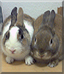 Pamuk, Caramel the Dwarf Rabbits