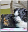 Martha and Piglet the Guinea Pigs