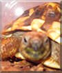 Fritz the Land Tortoise