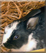 Timmi the Rabbit