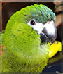 Hahnzel the Hahn's Macaw